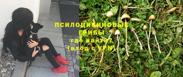 PSILOCYBIN Алзамай